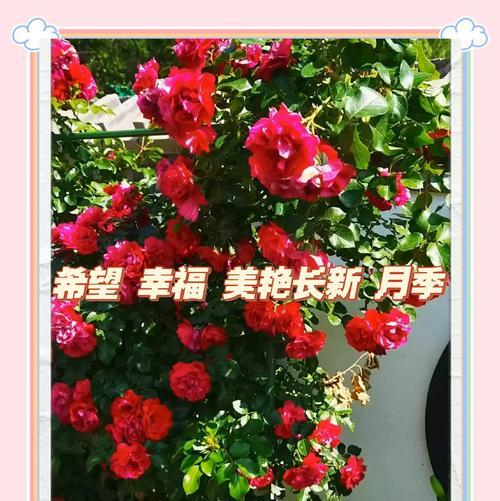 三八节送月季花的寓意和象征是什么？月季花在三八节的意义？