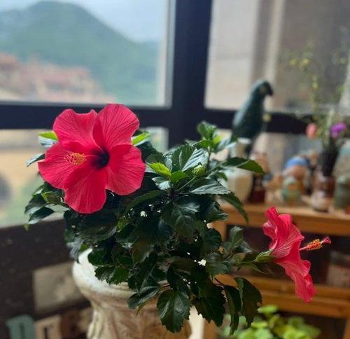 端午节开的花有什么特别的寓意？
