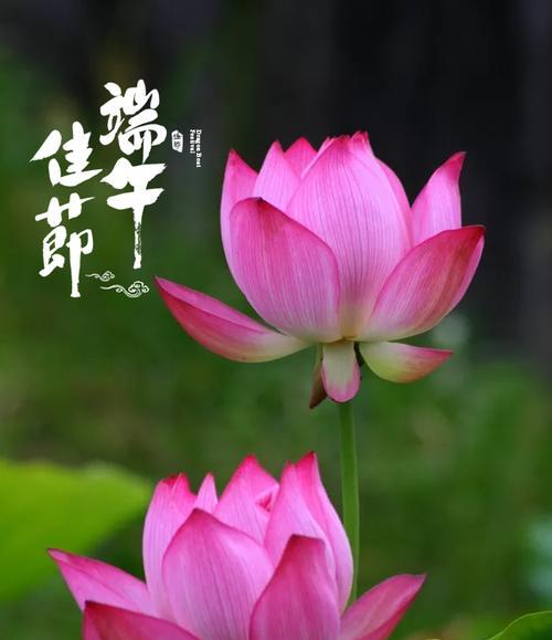 端午节开的花有什么特别的寓意？