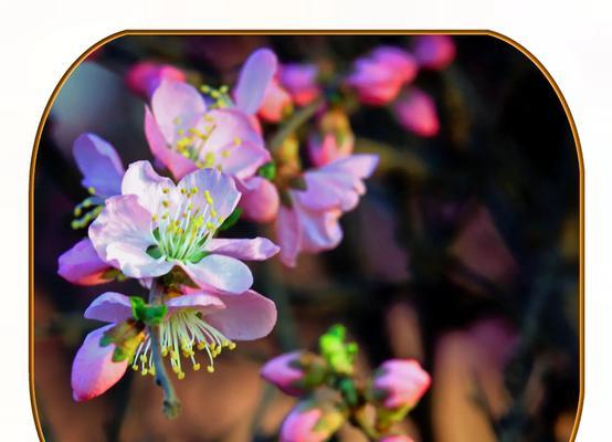 花臂戴平安符有何寓意？