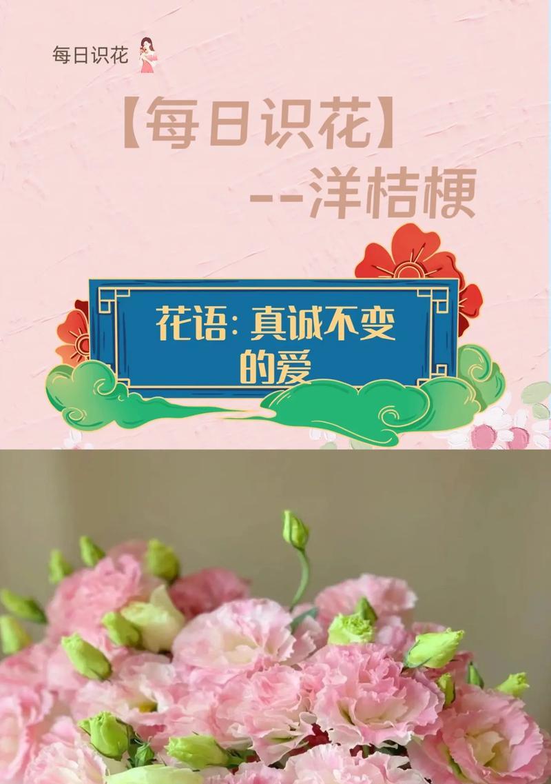 桔梗花的花语是什么？喷色桔梗有何特别含义？