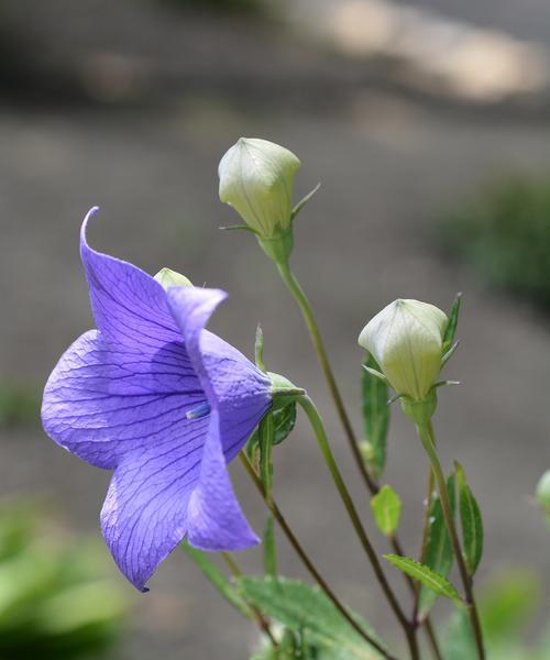 桔梗花的花语是什么？喷色桔梗有何特别含义？