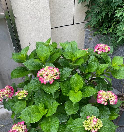 不同色花的含义一样吗？各种颜色的花代表什么？