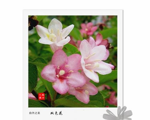 不同色花的含义一样吗？各种颜色的花代表什么？