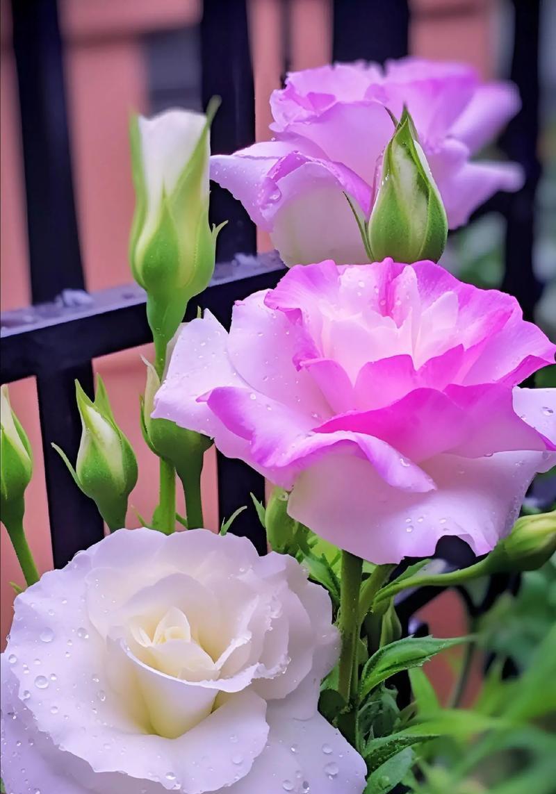 粉色桔梗花的花语是什么？粉色桔梗花寓意着什么？