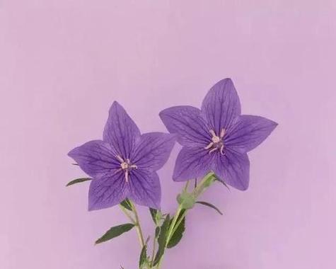 粉色桔梗花的花语是什么？粉色桔梗花寓意着什么？