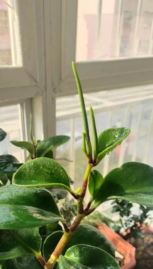 哪种花寓意着通往幸福？它的花语是什么？