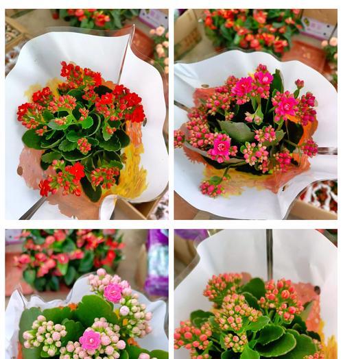 哪种花寓意着通往幸福？它的花语是什么？
