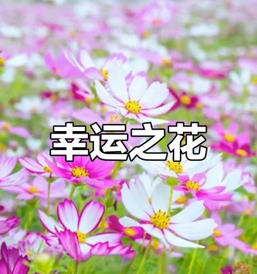 哪种花寓意着通往幸福？它的花语是什么？