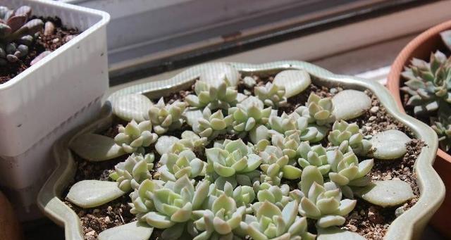手捧花七公主象征着什么？它的寓意有哪些？