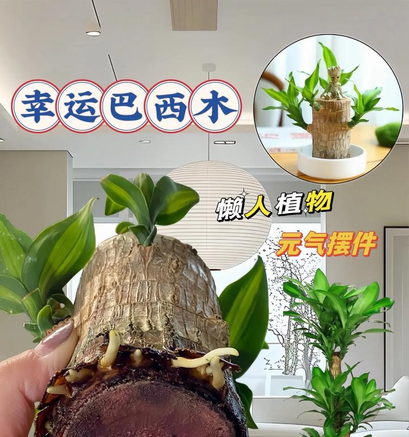 手捧花七公主象征着什么？它的寓意有哪些？