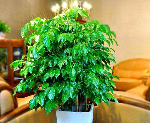 冬天有哪些花象征吉祥好运？它们的寓意是什么？