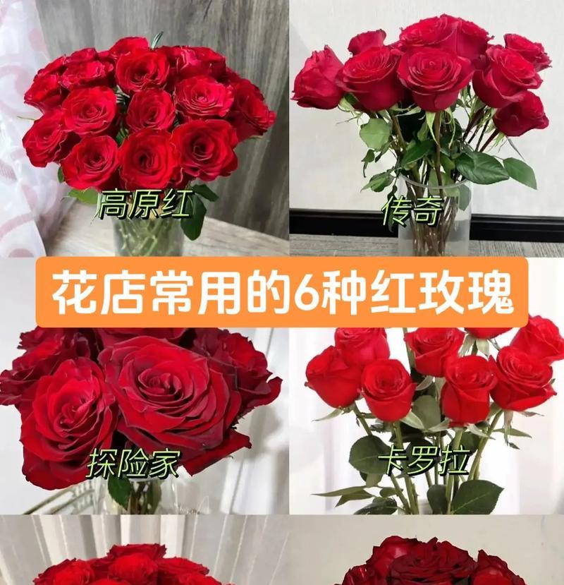红色玫瑰花象征什么？朋友送的意义何在？