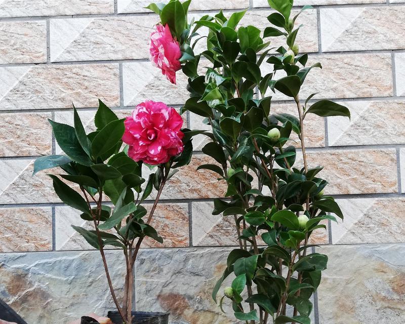 哪些花寓意健康？代表健康的花有哪些？