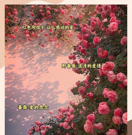 哪种花的含义最浪漫？它们的花语是什么？