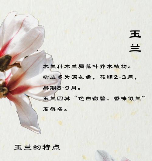 哪种花的含义最浪漫？它们的花语是什么？