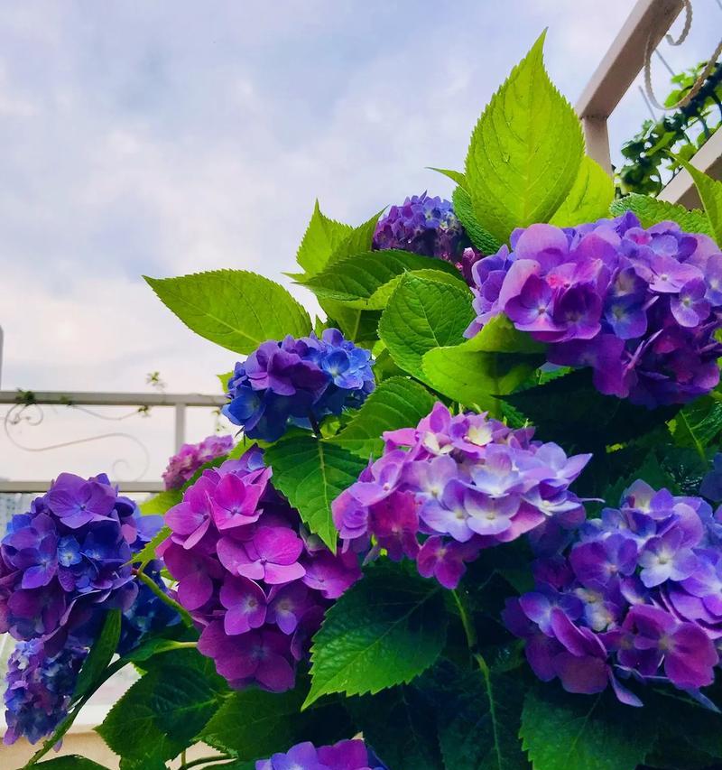 哪些花象征着团圆和美满？