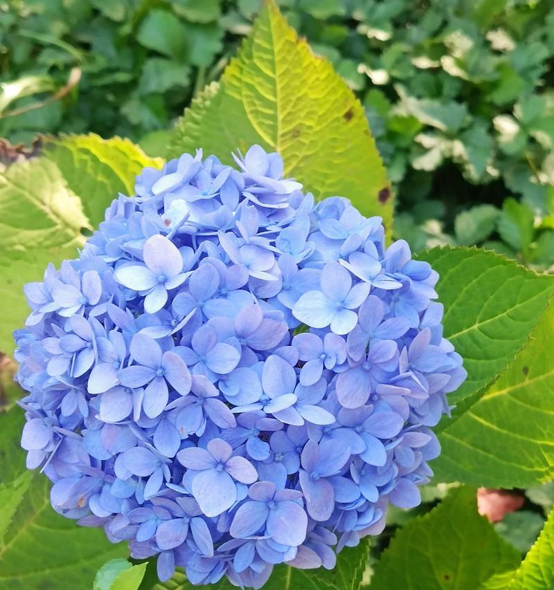 哪些花象征着团圆和美满？