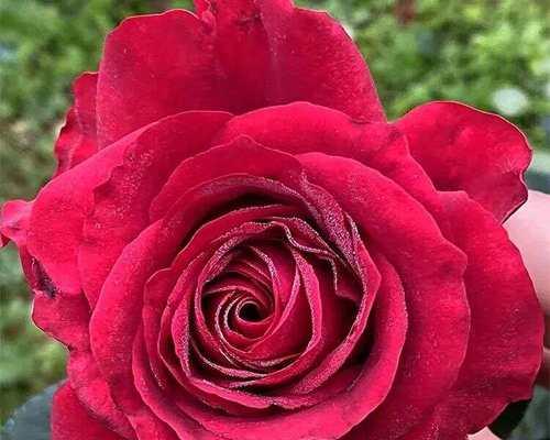 红色月季花代表什么意义？