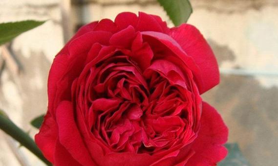 红色月季花代表什么意义？