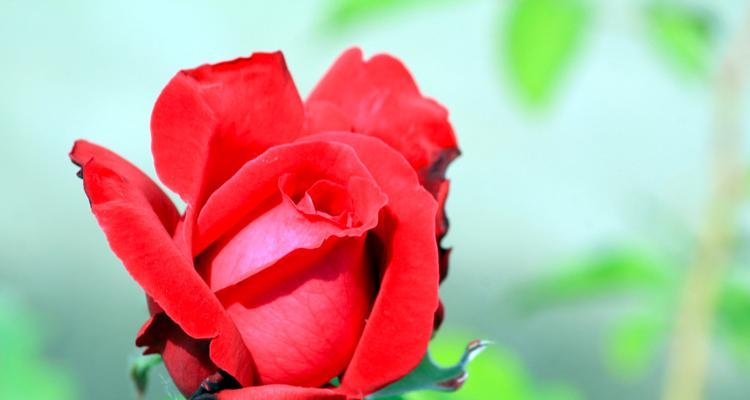 红色月季花代表什么意义？