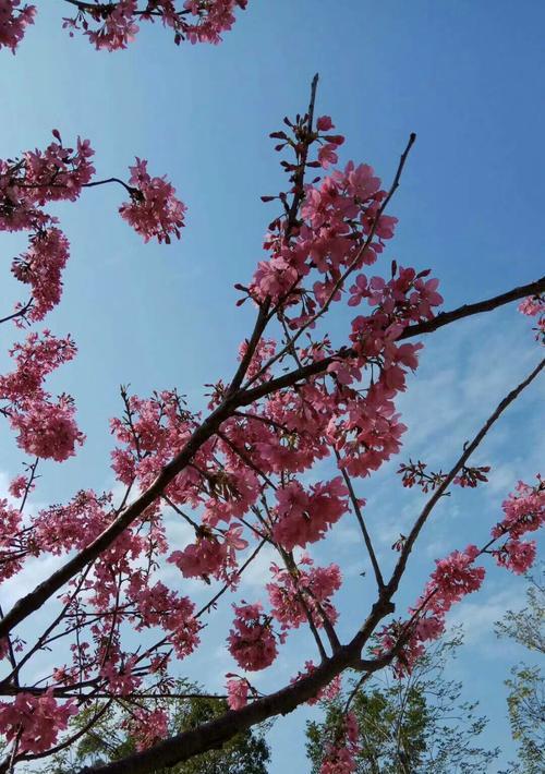 一帘春色花争艳的含义是什么？
