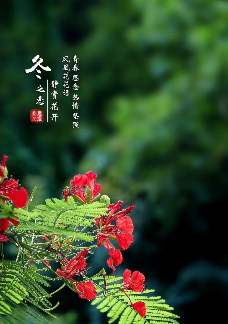 如何用花语表达对已故长辈的思念？