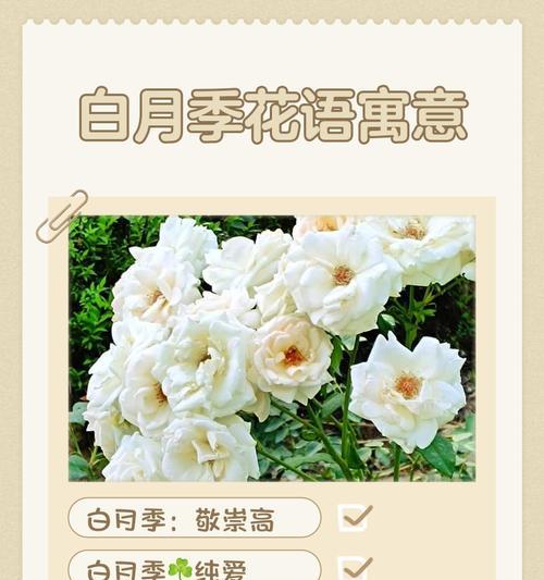 适合送长辈的花有哪些？花语寓意是什么？