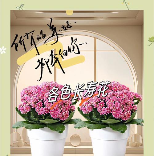 适合送长辈的花有哪些？花语寓意是什么？