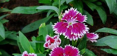 石竹花象征平安吗？它的花语有哪些？