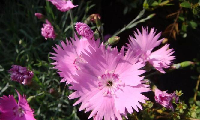 石竹花象征平安吗？它的花语有哪些？