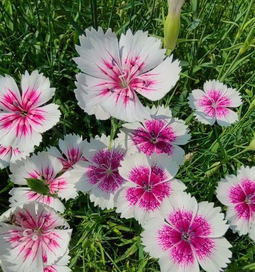 石竹花象征平安吗？它的花语有哪些？
