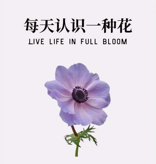 什么颜色的花的含义是什么？颜色与花语的关联？