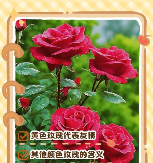 什么颜色的花的含义是什么？颜色与花语的关联？