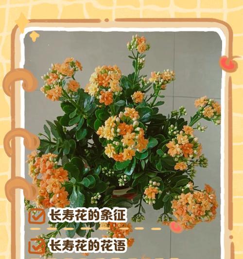 花文化在中国传统中扮演什么角色？花的象征意义有哪些？
