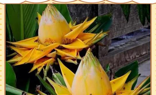 什么花寓意吉祥？吉祥花有哪些？