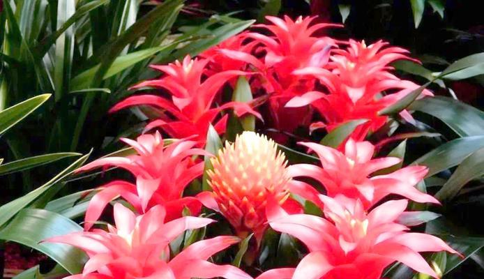 11朵花代表什么寓意？平安花有哪些选择？