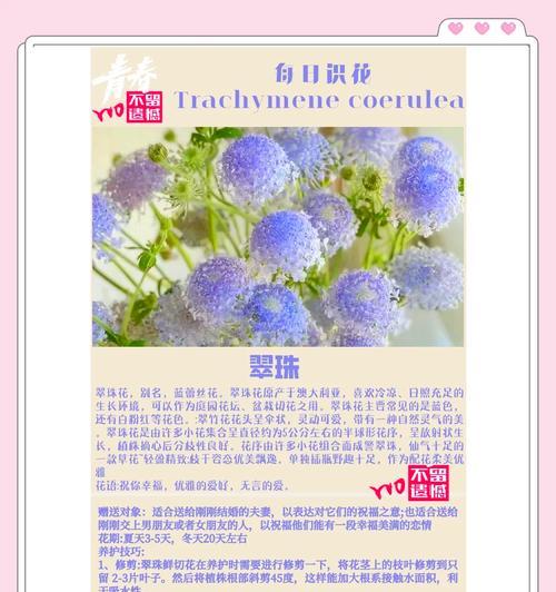 蓝色或粉色花有哪些寓意？它们象征着什么？