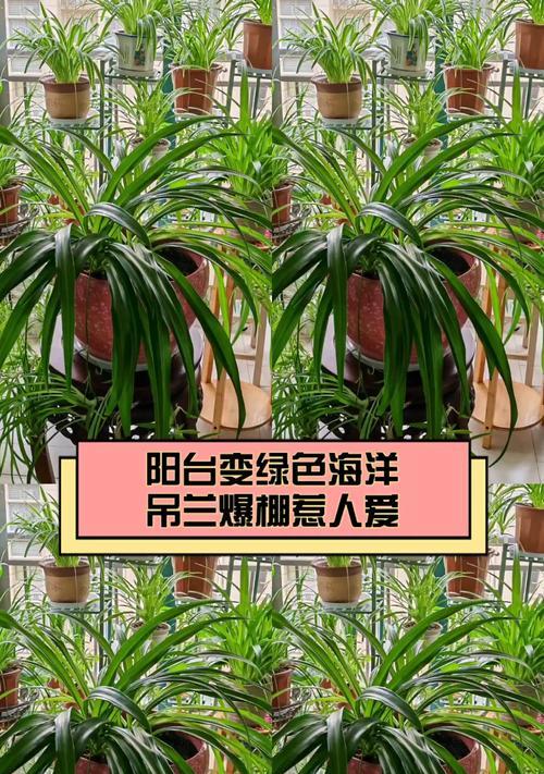 绿色海洋象征的花有哪些？