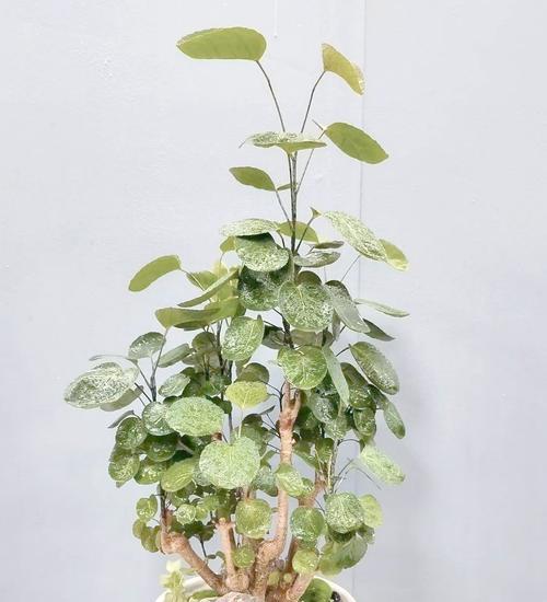哪些花寓意发财和好运？好运象征的花有哪些？