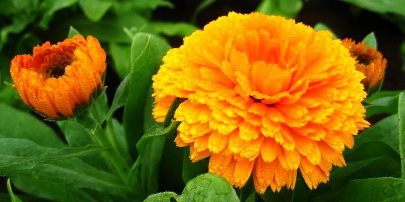 橙色老虎花象征着什么？