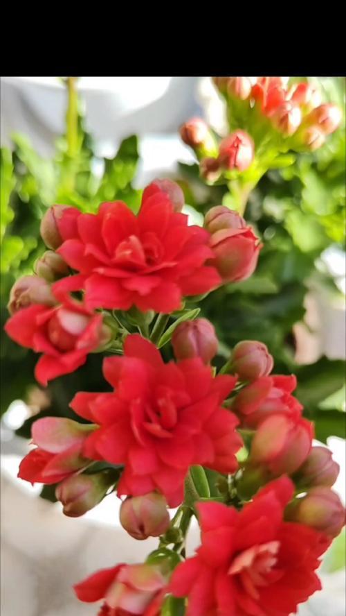 哪些花既寓意健康又好？它们各自代表了什么？