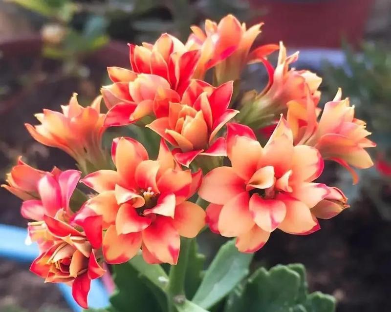哪些花既寓意健康又好？它们各自代表了什么？
