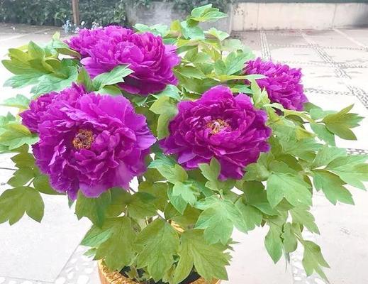 哪种花象征着富贵和平安？