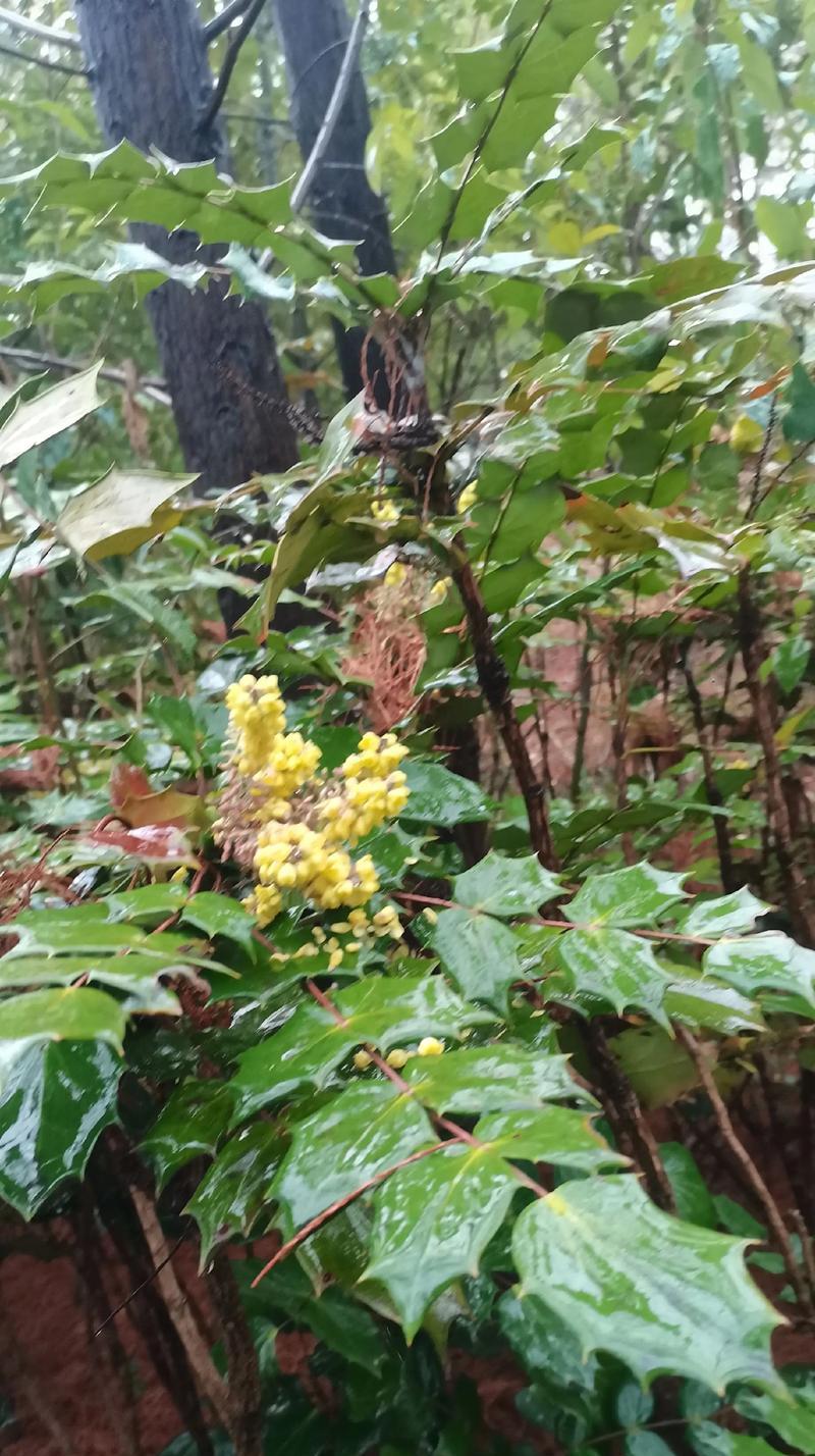 黄色花的树木寓意和象征是什么？黄色花的树木有哪些？