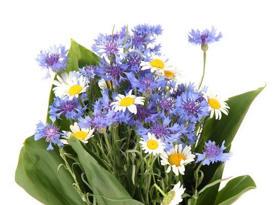 送白色花和菊花的寓意是什么？有何讲究？