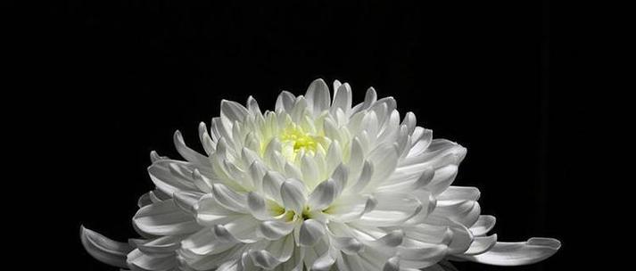 送白色花和菊花的寓意是什么？有何讲究？