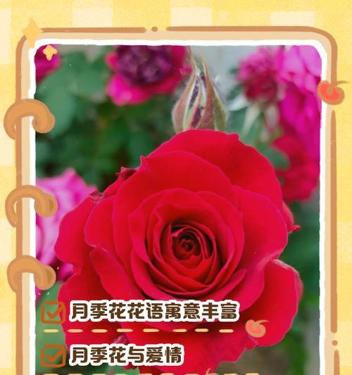 收获季节的花语有哪些？