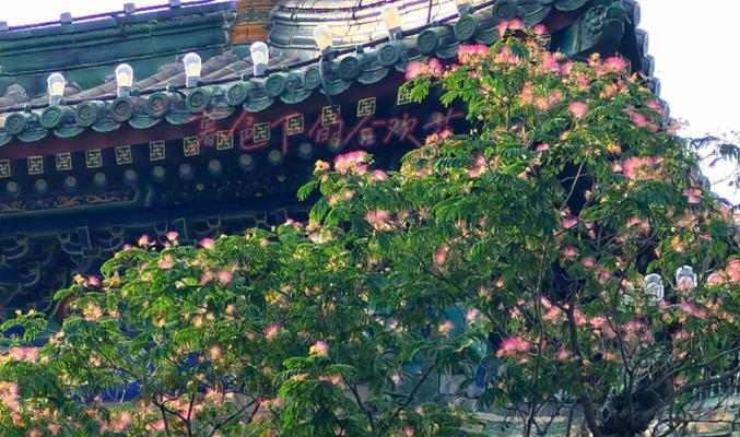 哪种花象征着无果的爱情？