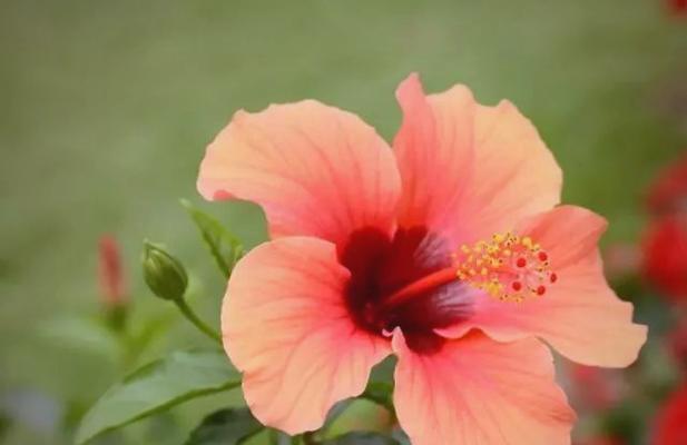 哪种花象征着无果的爱情？